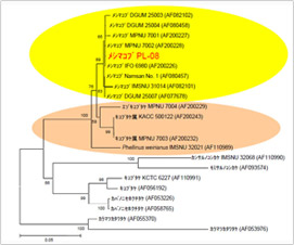 PL-08Phellinus spp.܂ށCITS-5.8S rDNAz